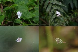 Shown here, photographs of randomly sampled bird droppings (top row) compared with <em>Cyclosa ginnaga</em> web decorations (bottom row) at the study site.