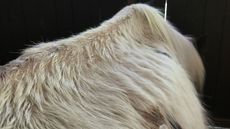 Buttercup-1.jpg