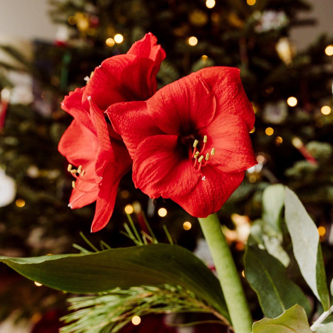 Three red amaryllis flowers in front of a Christmas tree