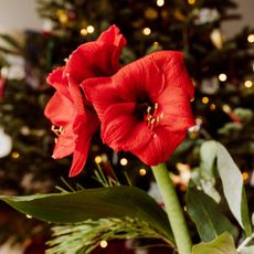 Three red amaryllis flowers in front of a Christmas tree