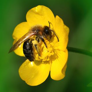 Close up of bee on creeping buttercup flower on blurred green background