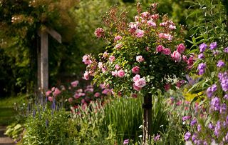 RHS Rosemoor