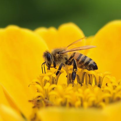 Bee pollinates a yellow flower