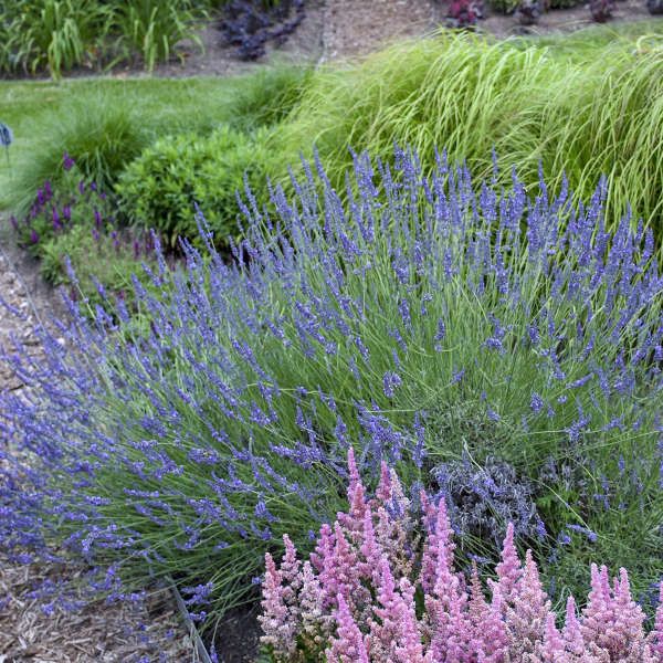 Phenomenal&amp;reg; Lavender - Quart Container