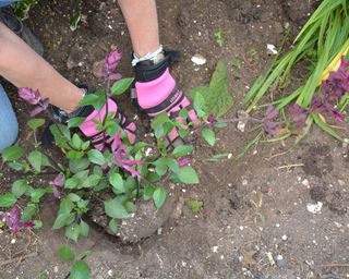 spring garden jobs: Planting a salvia in a border for summer