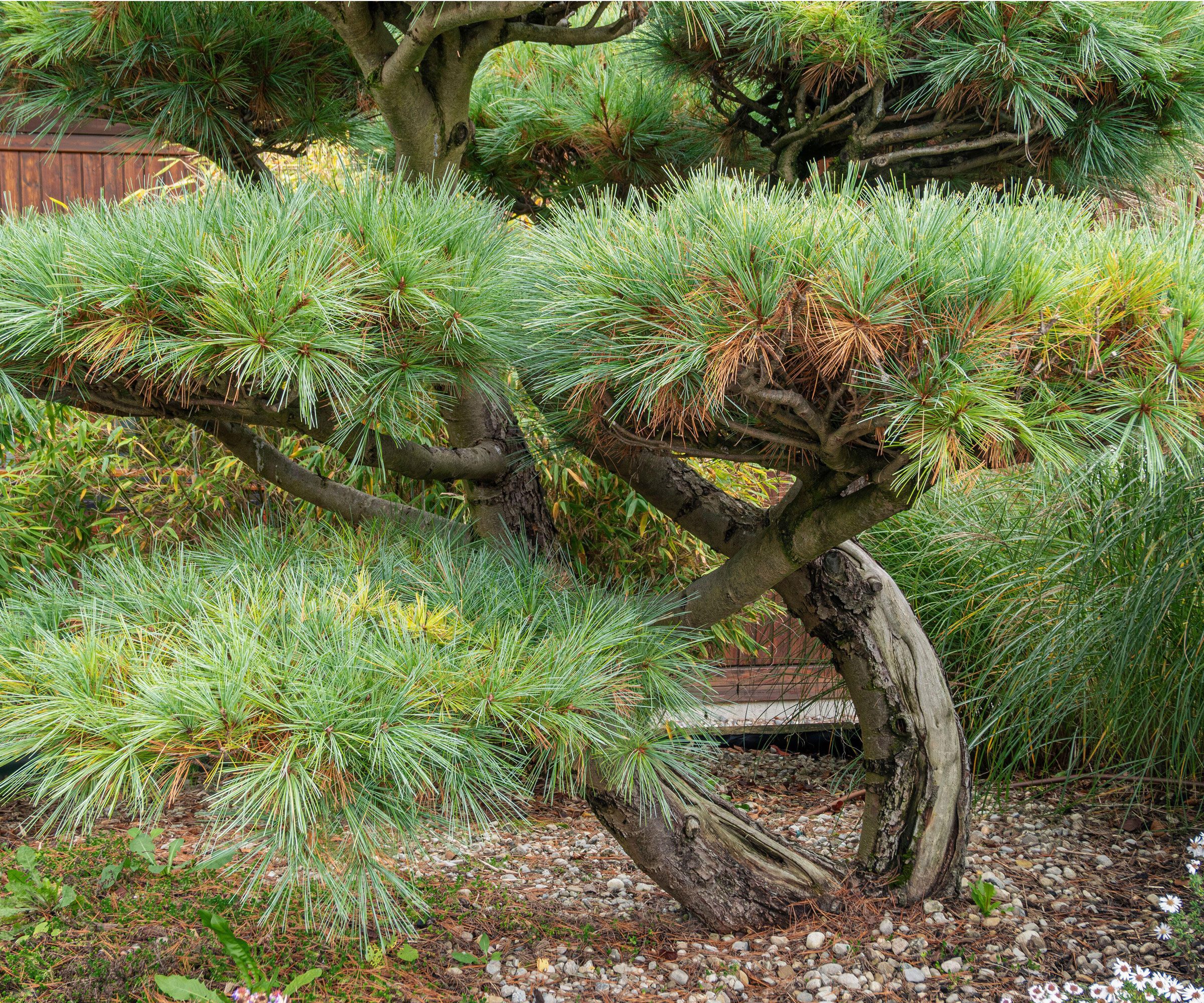 Japanese black pine tree in gravel garden