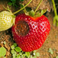 strawberry fruit with signs of anthracnose