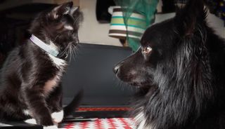 Black dog and cat meeting