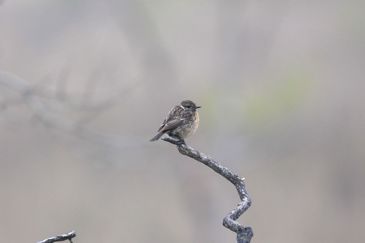 A bird on a branch at first light