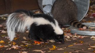 Skunk by overturned garbage can