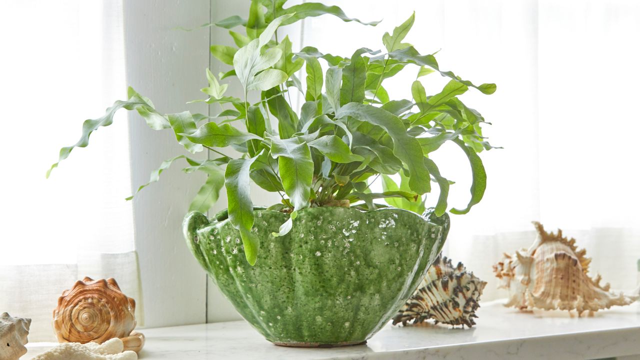 blue star fern on marble shelf in bathroom next to shells