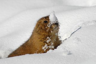 prairie dog in the snow