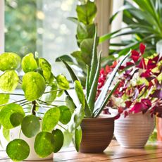 Various houseplants arranged on windowsill