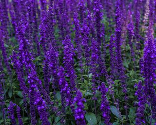 purple salvias growing