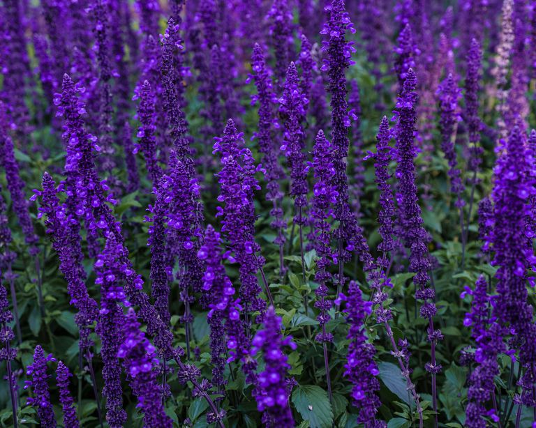 How to grow salvias: a step-by-step guide to growing these summer ...