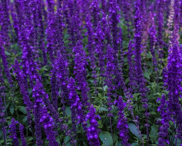 How to grow salvias a stepbystep guide to growing these summer flowers Gardeningetc