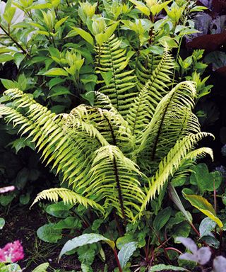 Ferns and other shade plants