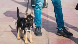 How to put a dog harness on