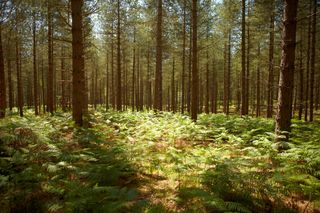 A soft wood timber pine forest