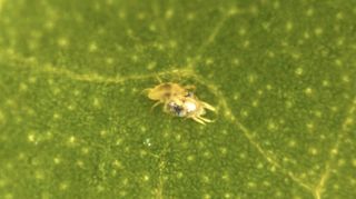 Two spider mites mating on a leaf.