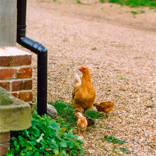 hen with chicks near black pipe and green plants