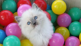 Kitten in ball pit