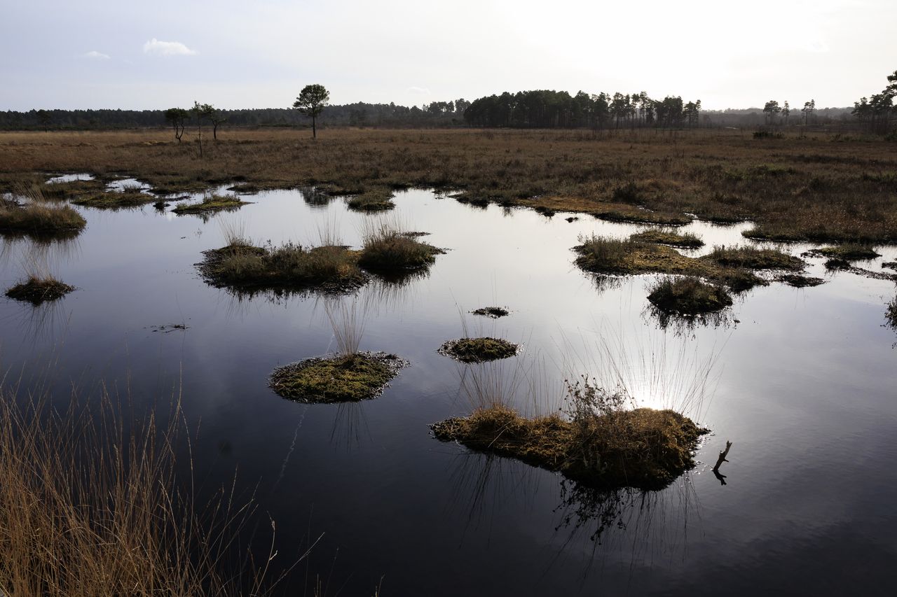 Sigma 16mm F1.4 DC DN Contemporary image gallery: a wetland with sun reflected in the water