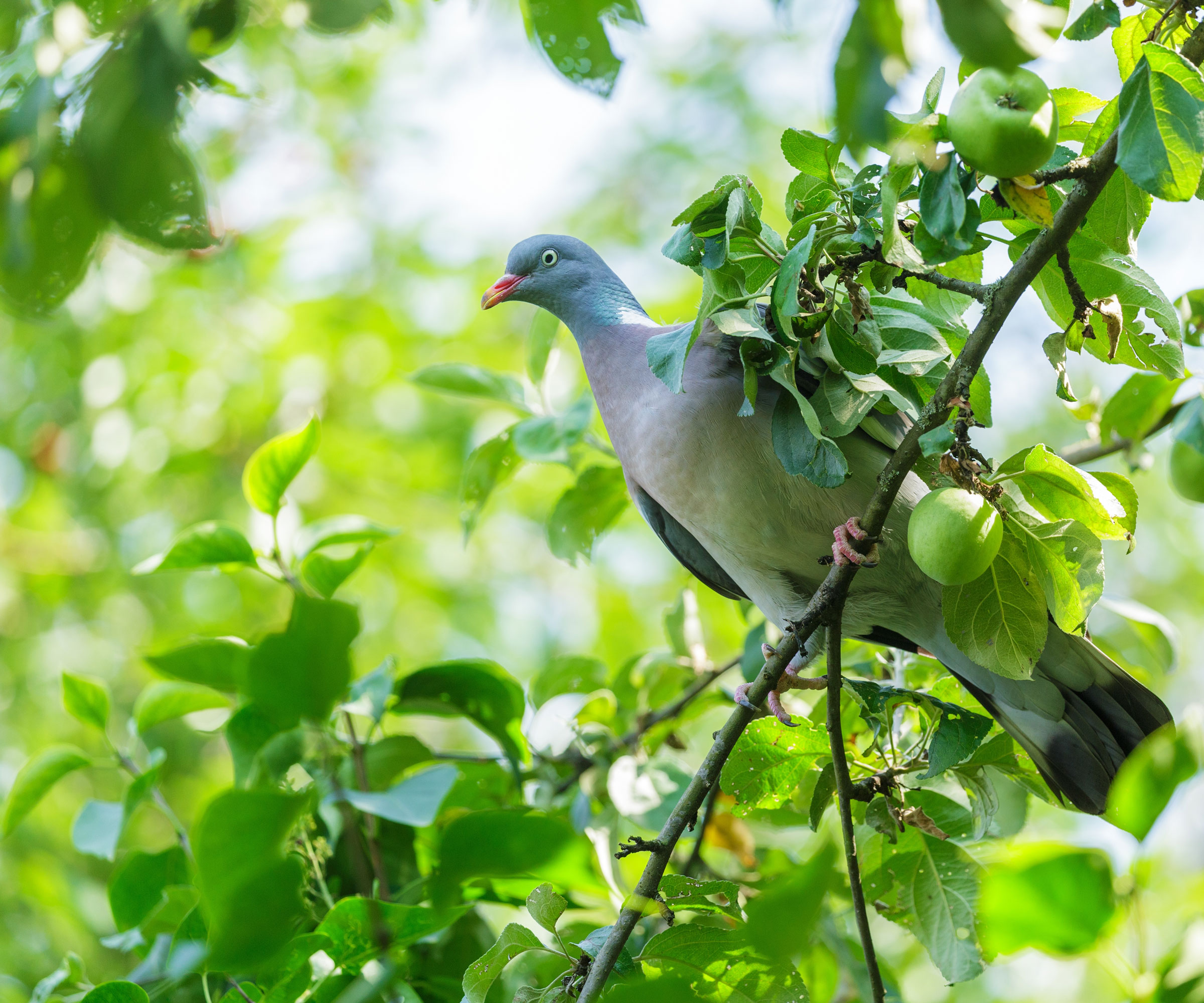pigeon sitting in apple tree on sunny day