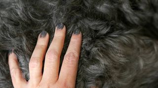 checking dog fur