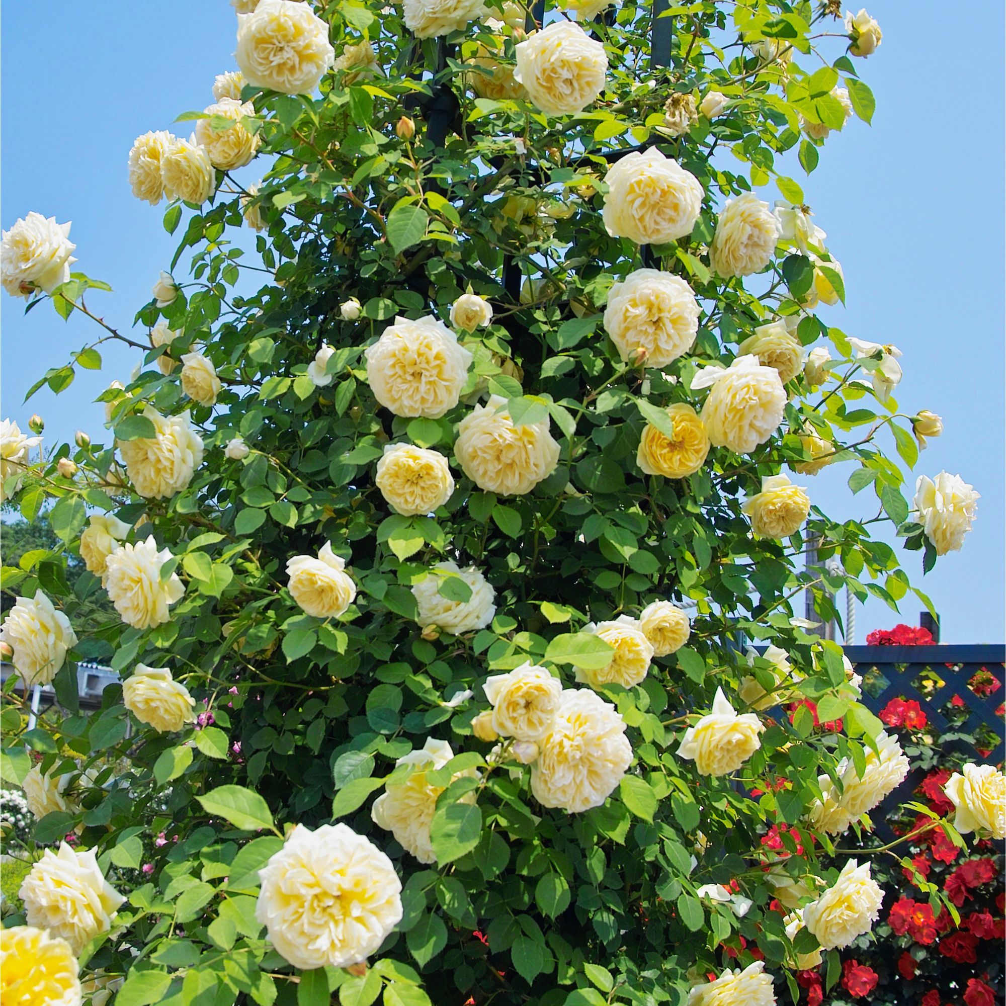 Climbing rose 'The Pilgrim' growing in garden