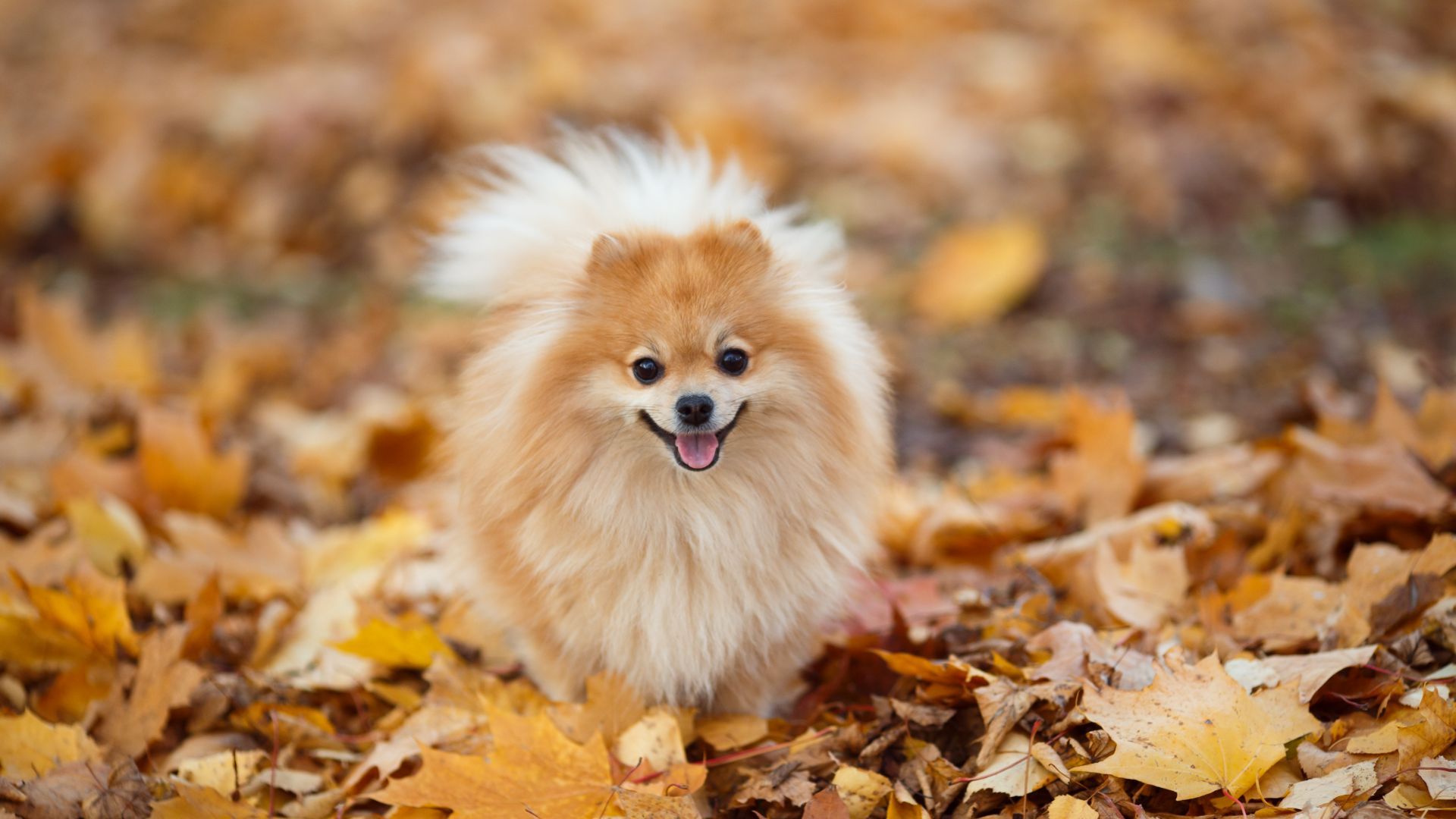 pomeranian among autumn leaves