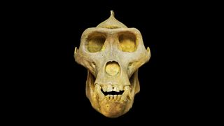 The skull of a gorilla on a black background.