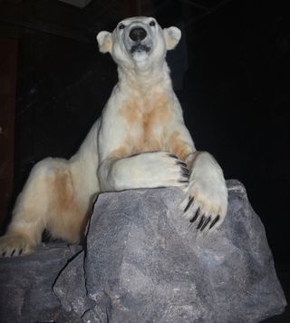 Here, polar bear Knut at the Leibniz Institute for Zoo and Wildlife Research Berlin (IZW).