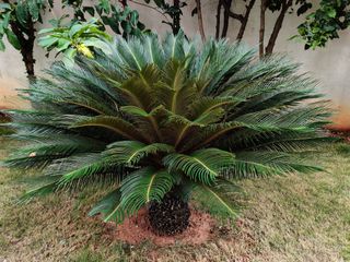 palm tree in garden
