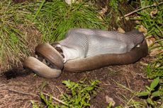 Olive python feeding on a wallaby.