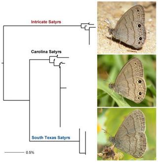 An image of new butterfly species