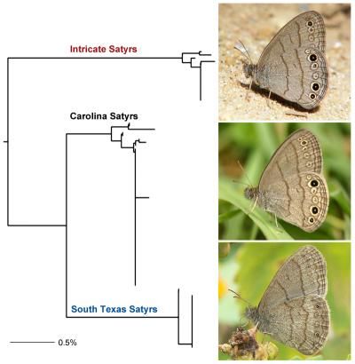 An image of new butterfly species