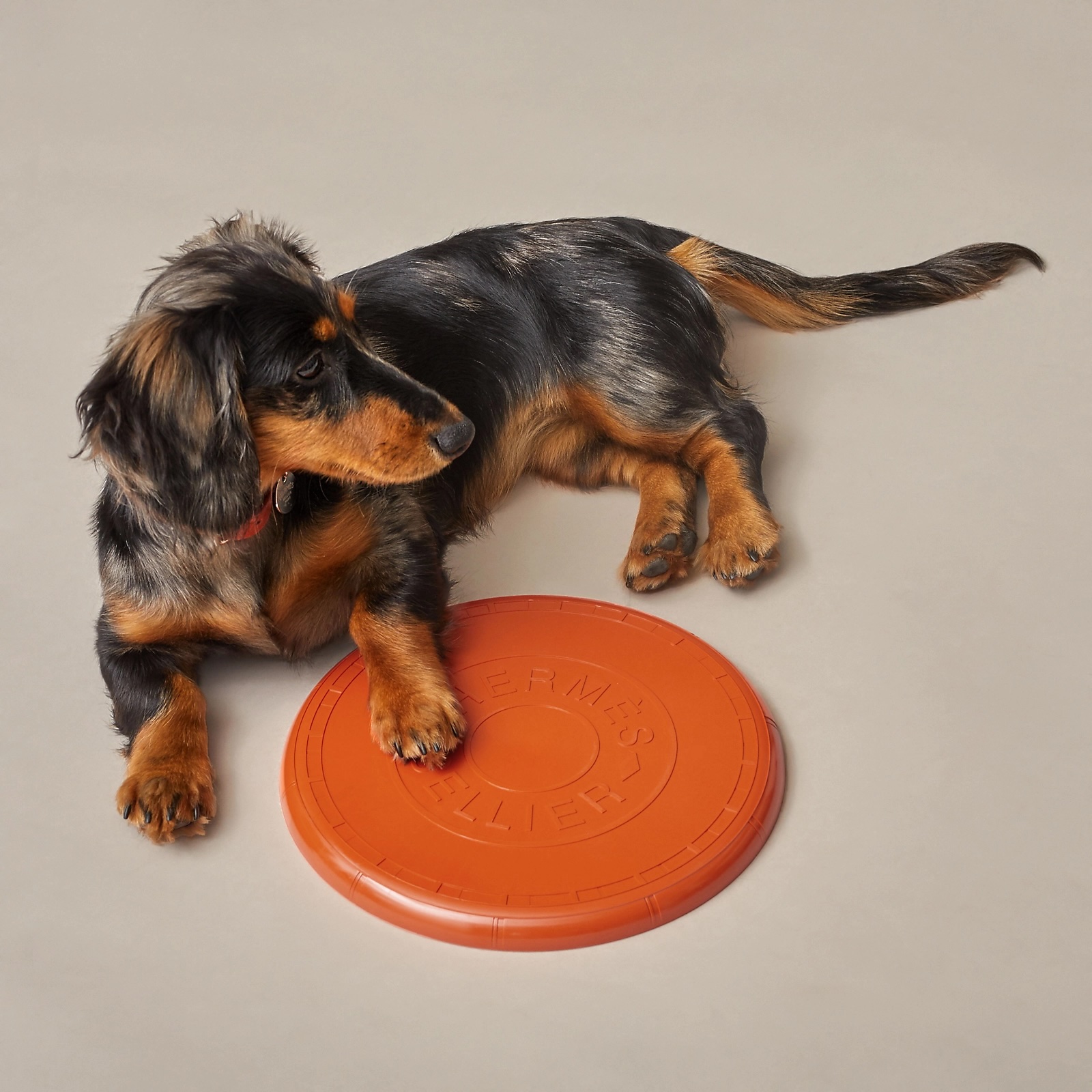 Hermès wouf flying disc