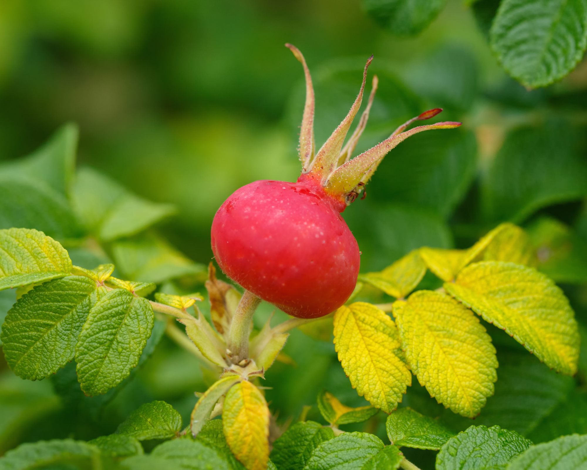 Rosa rugosa rosehip