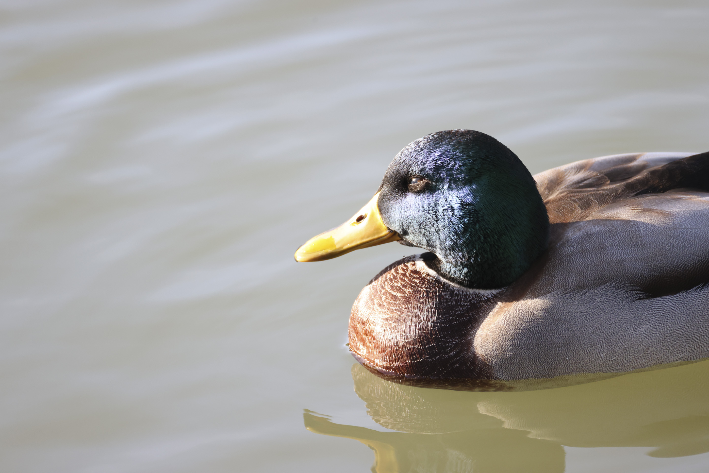 Closeup of a duck in a pond, taken with the Canon RF 200-800mm F6.3-9 lens at its 800mm setting