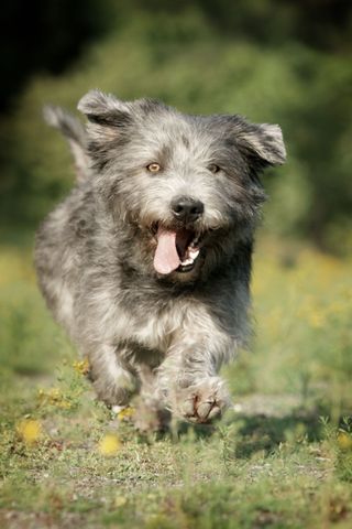 running Irish Glen of Imaal Terrier