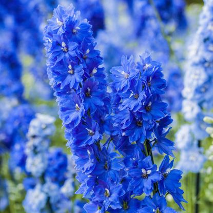 Deep blue delphiniums in the garden