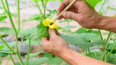 hand-pollinating a melon flower with a brush