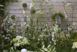 white plants in a garden