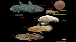 Coelacanths at different life stages. 