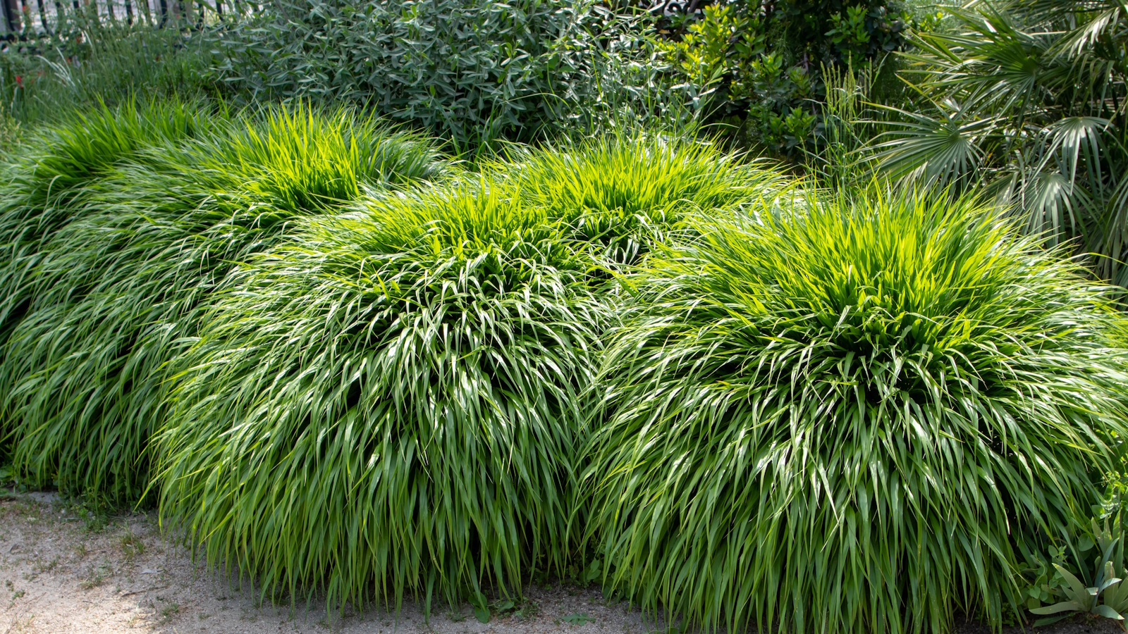 Japanese forest grass, with vibrant green blades, growing in dense clumps in a part-shade border during summer