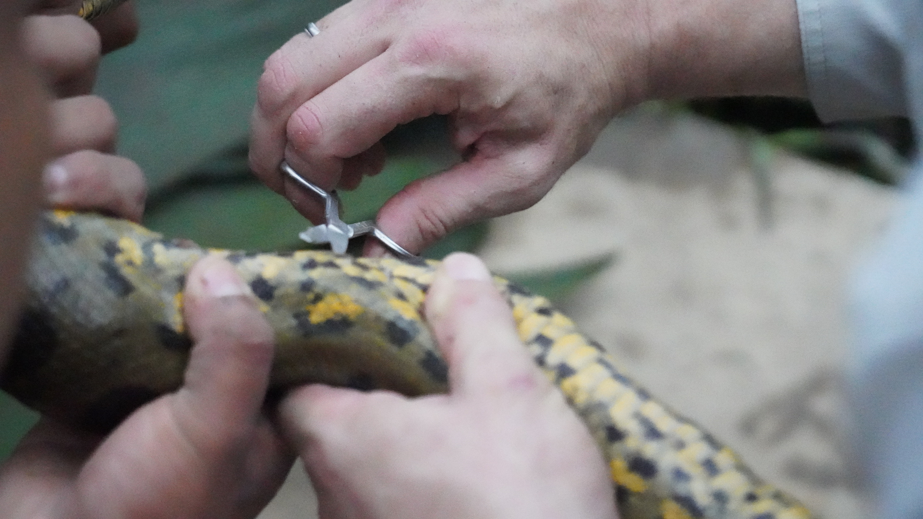 Professor Bryan Fry and Marcelo Tepe&amp;ntilde;a Baihua take a sample from a male Green Anaconda, later revealed to be a new species Eunectes akayima.