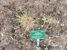 Planted Prairie Grass With Green Label Sign