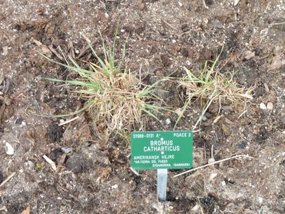 Planted Prairie Grass With Green Label Sign