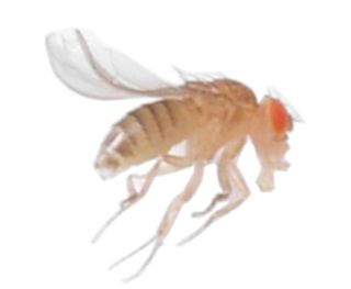 A common fruit fly (Drosophila melanogaster).